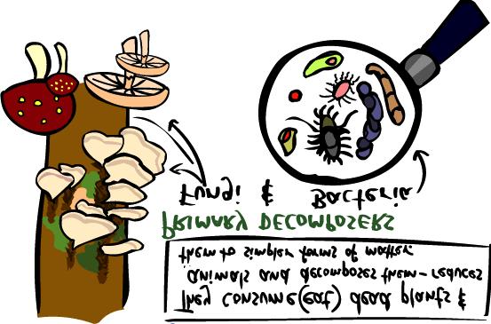 Decomposers Fungi and bacteria play an important role in the food chain.