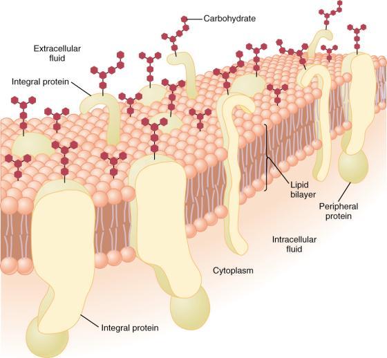 Cell Membrane Structure: Fluid mosaic model A) Phospholipids (amphipathic) Functional barrier B) Integral proteins Anchored via electrostatic interactions
