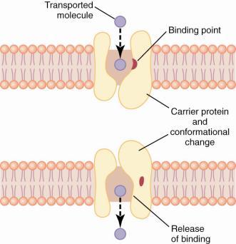 Anchor Rate of Diffusion Transport Mechanisms: Saturation: Diabetes mellitus ( sweet urine ) Simple diffusion Increase # of carrier proteins V max V max Process takes time Facilitated diffusion