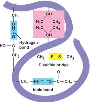 Mechanism of enzyme activity lock and key theory