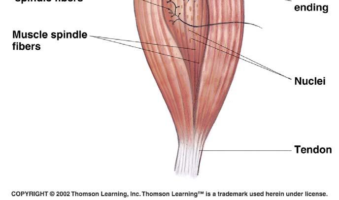 Body position, motion Muscle contraction Tendon stretch