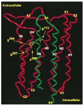 Helix number 1 2 3 4 5 6 7 α Agonists Inhibits (binds G i ) α 2 Adrenergic receptor β Agonists Activates (binds G s ) β 2 Adrenergic receptor β Agonists Activates (binds G s ) Chimeric receptor 1 α