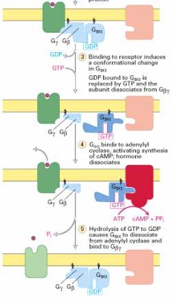 G sα Binding to receptor induces a conformational change in G sα GDP bound to G sα is replaced by GTP and the
