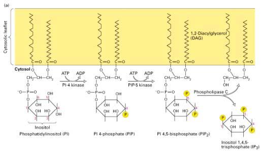 α 1 Adrenergic Receptor are Coupled to G q ==> Stimulates Phospholipase C (PLC) producing Diacylglycerol (DAG)