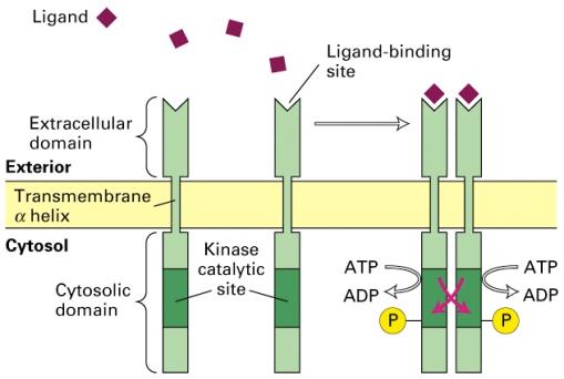 Receptor Tyrosine Kinases: ligand binding causes receptor monomers to dimerize; the dimeric receptor autophosphorylates.