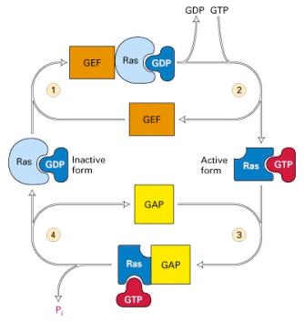 Like G α, Ras alternates between an active state with bound GTP and an inactive state with bound GDP.