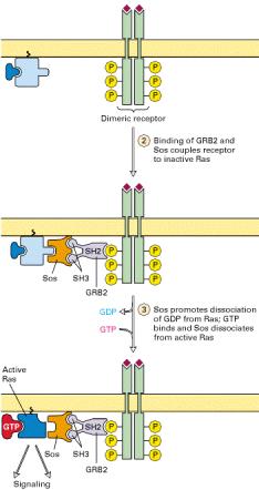 GRB2 and Sos couples receptor to inactive Ras Sos SH3 GRB2 GDP GTP Sos promotes dissociation of
