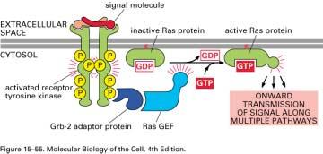 Receptor Tyrosine Kinases (RTK s) and Ras Ligands - soluble or membrane bound peptide/protein hormones NGF - Nerve Growth