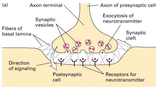 Conduction of signals from one nerve cell to another
