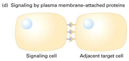 Proteins attached to the plasma membrane of one cell can interact directly with receptors on an adjacent cell.