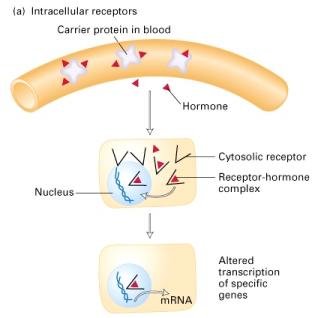 Hormones May Be Classified by Receptor Location Intracellular Receptors lipophilic molecules (hydrophobic) Steroids Thyroxine Retinoids Cell Surface Receptors -.