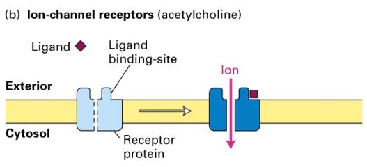 Ion-channel receptors: ligand binding changes the conformation of the receptor so that