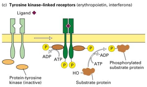 Ligand-Gated Channel Fig 20-3b Tyrosine kinase-linked receptors (Receptors lacking