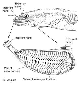 In most fish, nares lead to