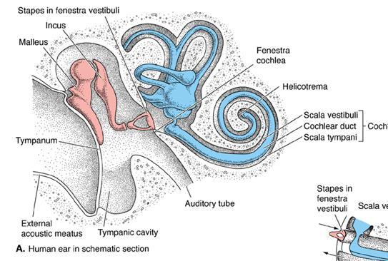 cochlea Movement of the stapes is