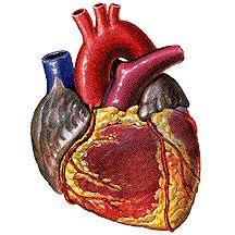 What is in the Circulatory System The heart is an amazing organ, it beats about 3 BILLION times during an average life. It is a muscle about the size of your fist.