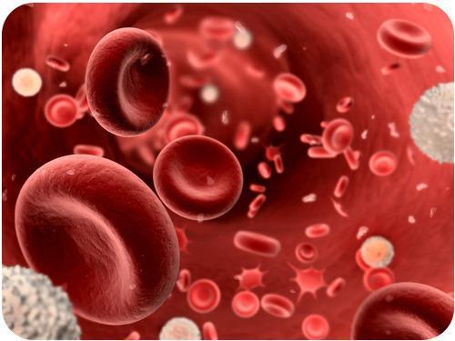 Blood cells There are to cells Red Blood cells and Blue Cells. Red Blood cells are responsible for carrying dioxide. They pick up oxygen in the lungs and transport it to all the body cells.