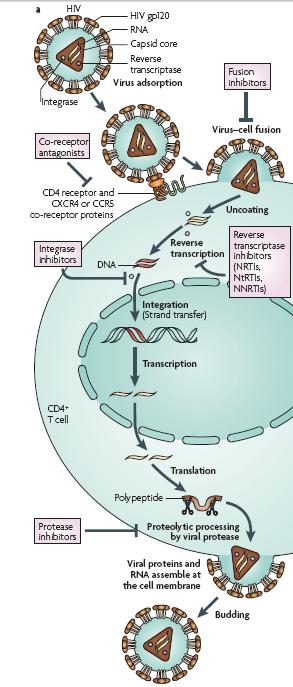 HIV Replication Cycle Nature