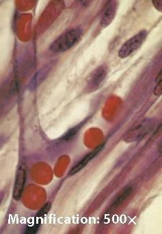 capillary is so small that red blood cells must pass through one at a time. 2.