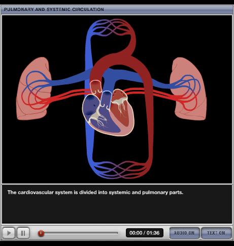 The Mammalian circulatory system Double circulatory system 1. Pulmonary circulation Heart and lungs 2.