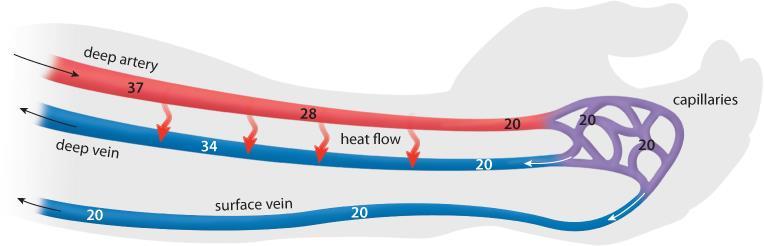 Counter-Current Heat Exchange To maintain a steady temperature in the core of the body