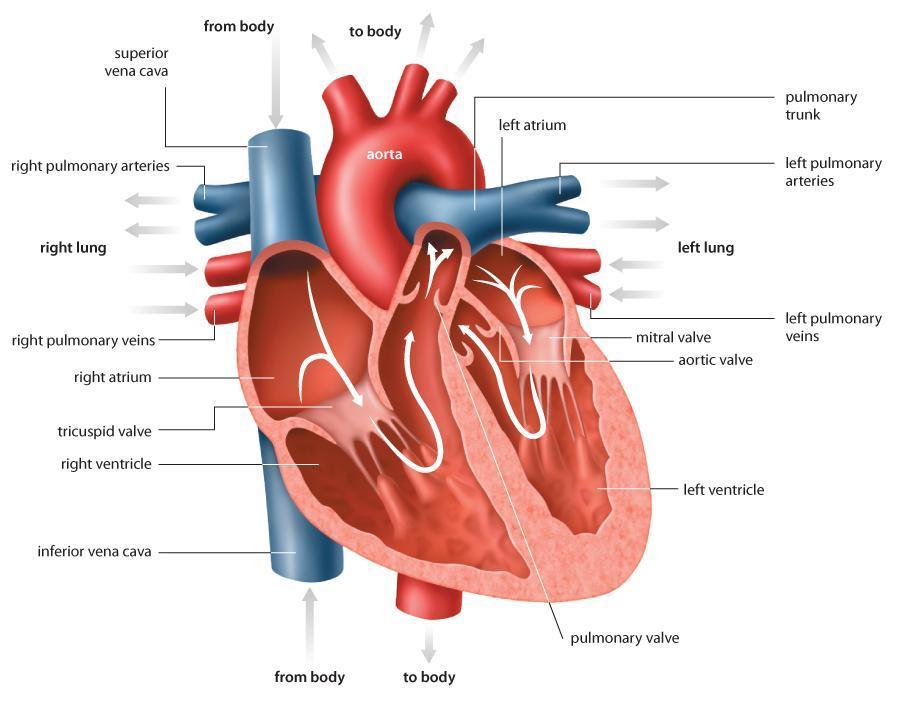The human heart has four chambers.