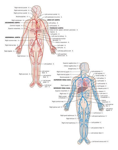 Structures of the circulatory system Blood
