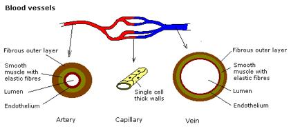 B2.29 - The Circulatory System Describe the features of the 3 main blood vessels in the body: Arteries