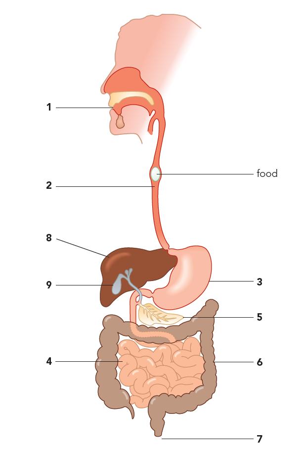 of the Digestive system: Describe the passage of food throughout