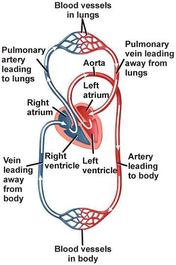 The Heart Blood flow in the body Deoxygenated blood flows from the right atrium into the right ventricle and is pumped