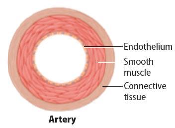 Blood Vessels Arteries Oxygen-rich blood is carried away from the heart in large blood vessels called arteries.