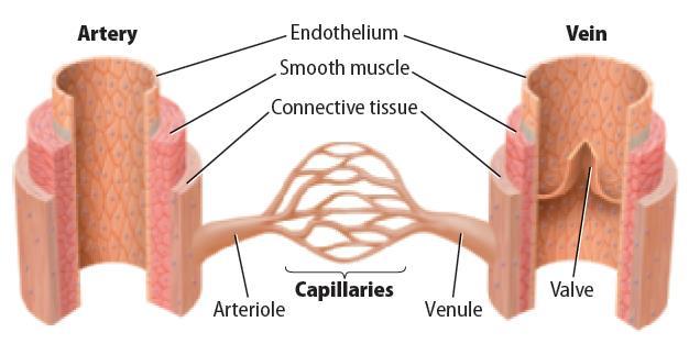 skeletal muscles helps keep the blood moving.