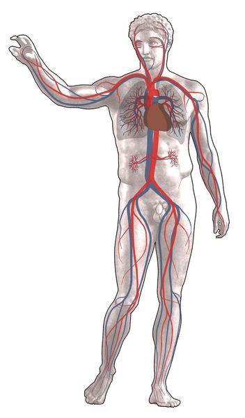 Under Pressure (cont d) Blood pools in the lower body because of gravity causing a pressure gradient Heart must