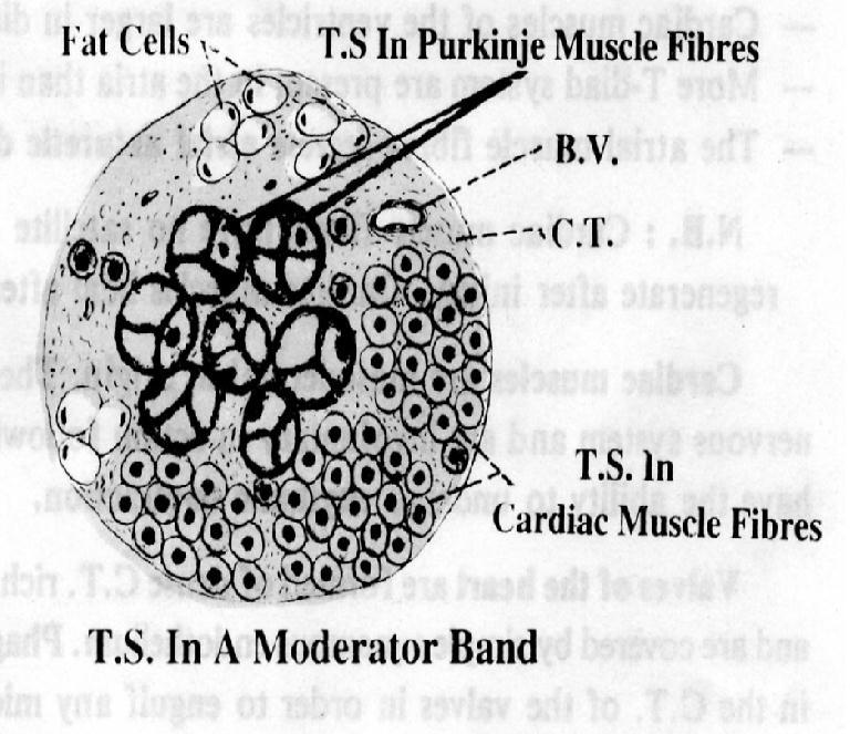 The Moderator Band Cardiac muscle bundles Some fat cells