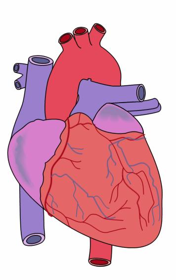 The Human Heart The heart is the major pump that moves blood through the body.