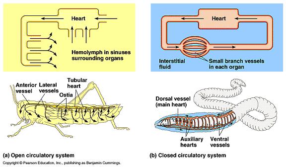 Comparative Anatomy of Circulatory Systems Open and Closed Circulatory Systems In Open Circulatory Systems, there is no separation between blood and interstitial fluid (combination of these fluids is