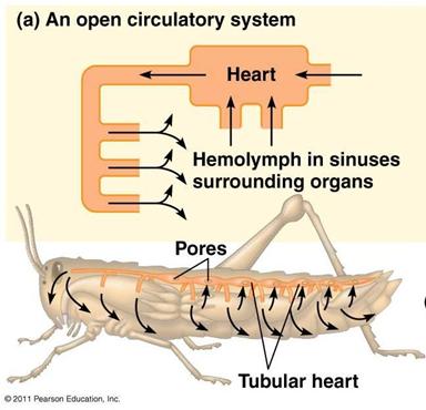 Open Transport System Open vs. Closed Transport System 1. An open transport system is a transport system in which the blood does not always stay contained within blood vessels. 2.
