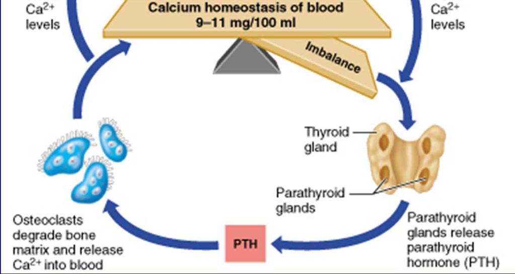 Calcium homeostasis Calcitonin: