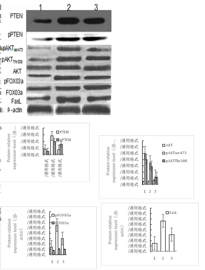 Han/Xie/Xu/Wang/Peng Expression of related proteins of PTEN/AKT/ FOXO3a signaling pathway The relative expression of PTEN protein in I/R group was significantly higher than that in sham group (P<0.