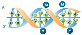 Epigenetics: Genetic Control Without DNA Changes DNA methylation