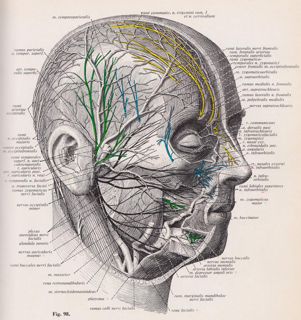 nerves, which are predilections to anoxia/hypoxia and consequent acute inflammatory reactions, possible neuritis and perineuritis.
