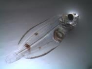 Alaska groundfish comparison Based on laboratory experiments exposing eggs and larvae to elevated CO 2 in laboratory experiments.