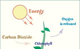 Carbohydrates Various combinations of carbon and water - Plants use for energy storage