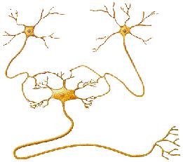 The dendrites and cell body provide a large surface area for communication with other neurons. Signals from other neurons are received at synapses, the junctions between neurons.