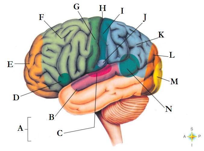 43. The corpus callosum connects the: 44. Which lobe of the cerebral cortex is not important in memory function? A. frontal B. occipital C. temporal D. parietal 45.