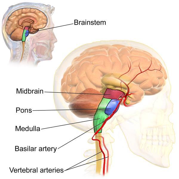 The Medulla Oblongata (part of the brain stem) The medulla is a part of the brain stem and controls breathing, heartbeat, circulatory action, and digestive