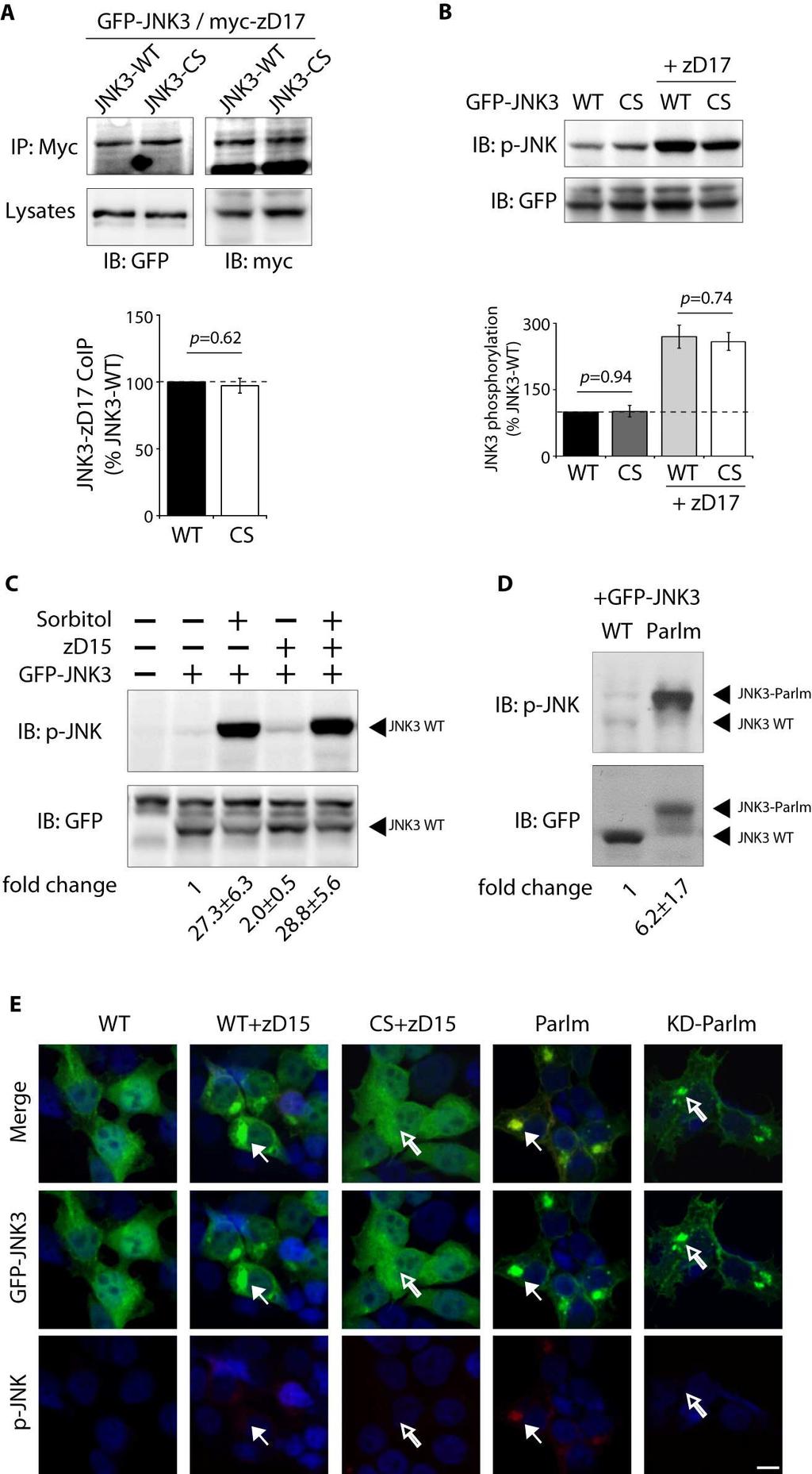 Fig. S3. Enhanced phosphorylation of palmitoylated JNK3.