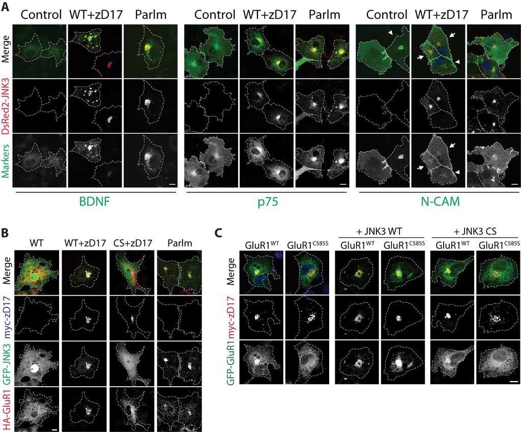 Fig. S5. Inhibition of vesicle secretion from the Golgi by palmitoylated JNK3. (A) GFP- NCAM, GFP-p75, or GFP-BDNF was coexpressed with DsRed2-tagged JNK3 variants and myc-zd17 in COS7 cells.