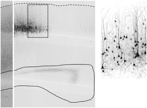 Although the bsi membrne properties (membrne resistne, membrne pitne nd membrne resting potentil) of lyer II/III visul ortil neurons were omprble in the two experimentl groups (Supplementry Fig.