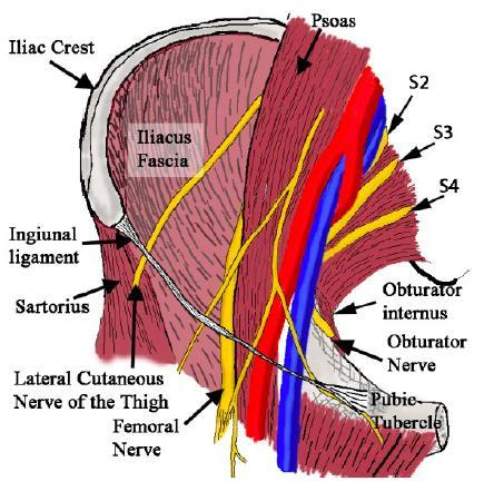 Fascia iliaca anatomy Anatomical relations: In the pelvis: iliac crest lateral, linea terminalis medial.